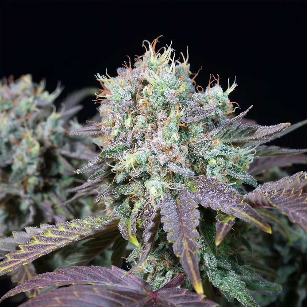 Blue Gem Feminized Cannabis Seeds Sensible Seeds